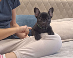 Собаки в Щелково: Милый щенок французского бульдога Мальчик, Бесплатно - фото 3