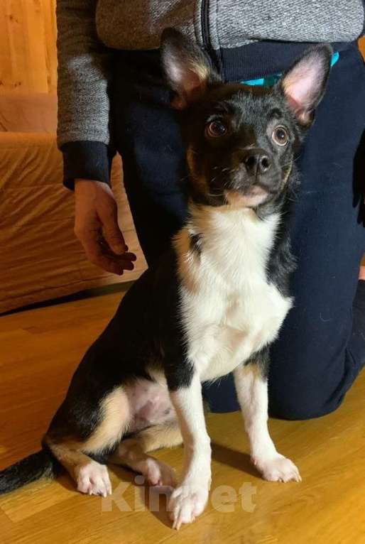 Собаки в Москве: Малыш Куки Мальчик, Бесплатно - фото 5