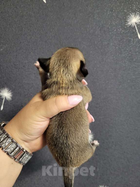 Собаки в Мур: Девочка чихуахуа рожден 18.08.25 бронирование Девочка, 25 000 руб. - фото 2