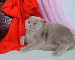 Кошки в Мурином: Британская кошечка лилового окраса Девочка, 9 000 руб. - фото 6