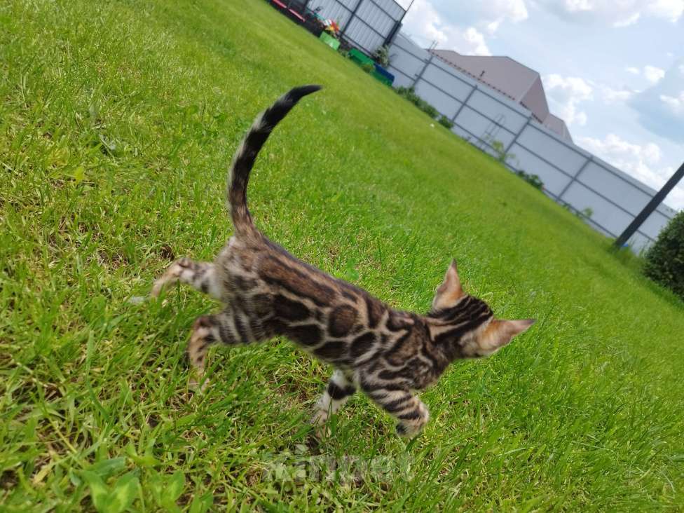 Кошки в Ярославле: Бенгальская девочка  Девочка, 50 000 руб. - фото 5