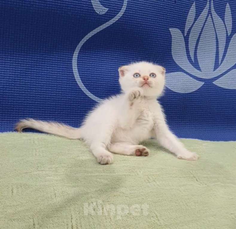 Кошки в Москве: Шотландские вислоухие котята. Девочка, 25 000 руб. - фото 6