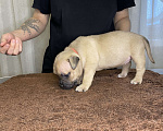 Собаки в Воронеже: Американский булли щенки Разнополые, 130 руб. - фото 5