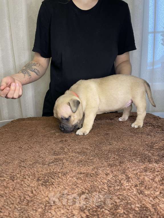 Собаки в Воронеже: Американский булли щенки Разнополые, 130 руб. - фото 5