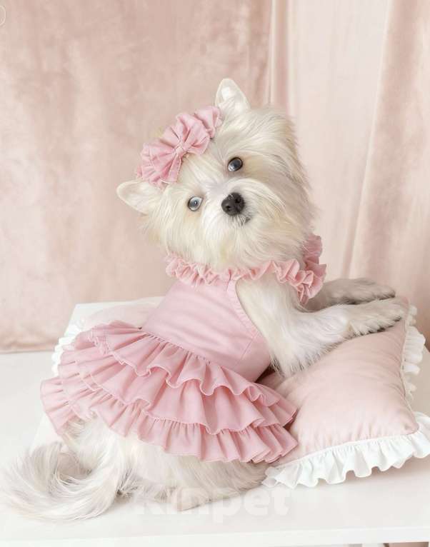 Собаки в Москве: Белый йорк с голубыми глазами девочка Девочка, 130 000 руб. - фото 4