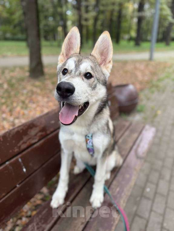 Собаки в Москве: Мультяшный Вольт в поиске дома! Мальчик, Бесплатно - фото 3