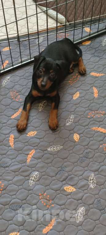 Собаки в Ореховом-Зуево: Щенки цвергпинчера Мальчик, 50 000 руб. - фото 4