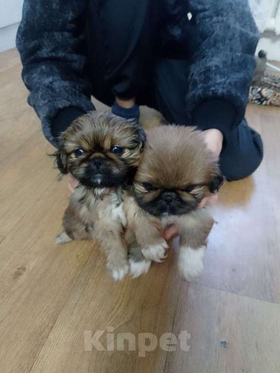 Собаки в Стародубе: Щенки пекинеса Мальчик, 7 000 руб. - фото 1