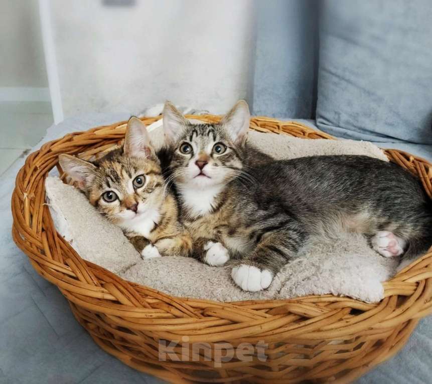 Кошки в Белгороде: Отдам котят в добрые руки  Мальчик, Бесплатно - фото 1
