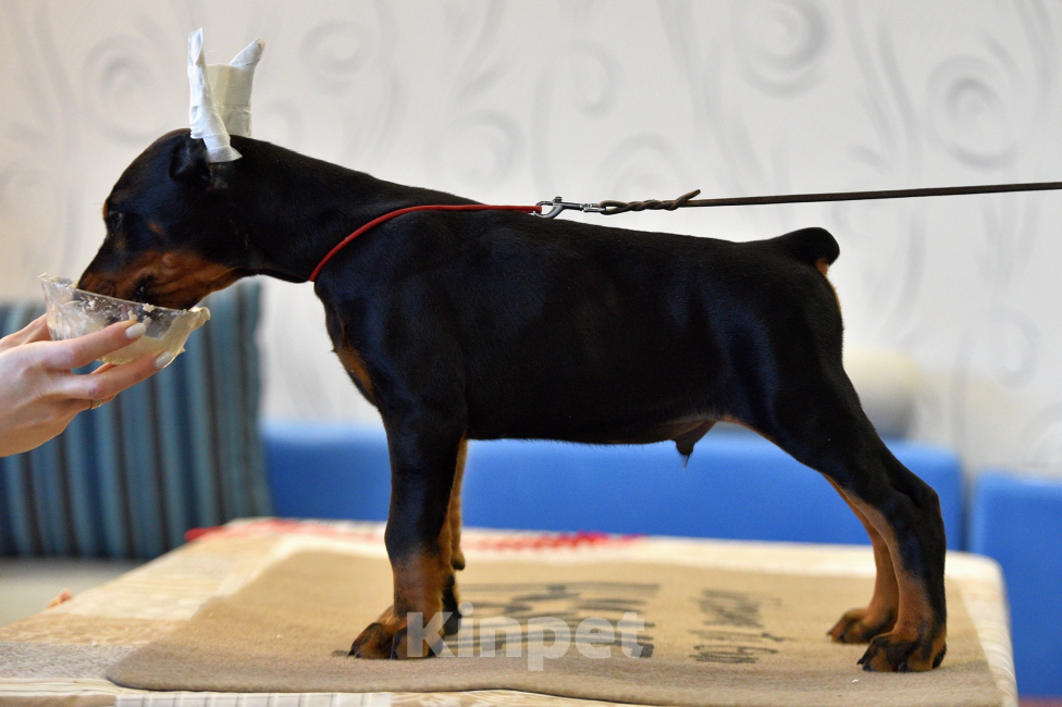 Собаки в Москве: Готов к переезду 2.5 месяца Разнополые, 100 000 руб. - фото 6