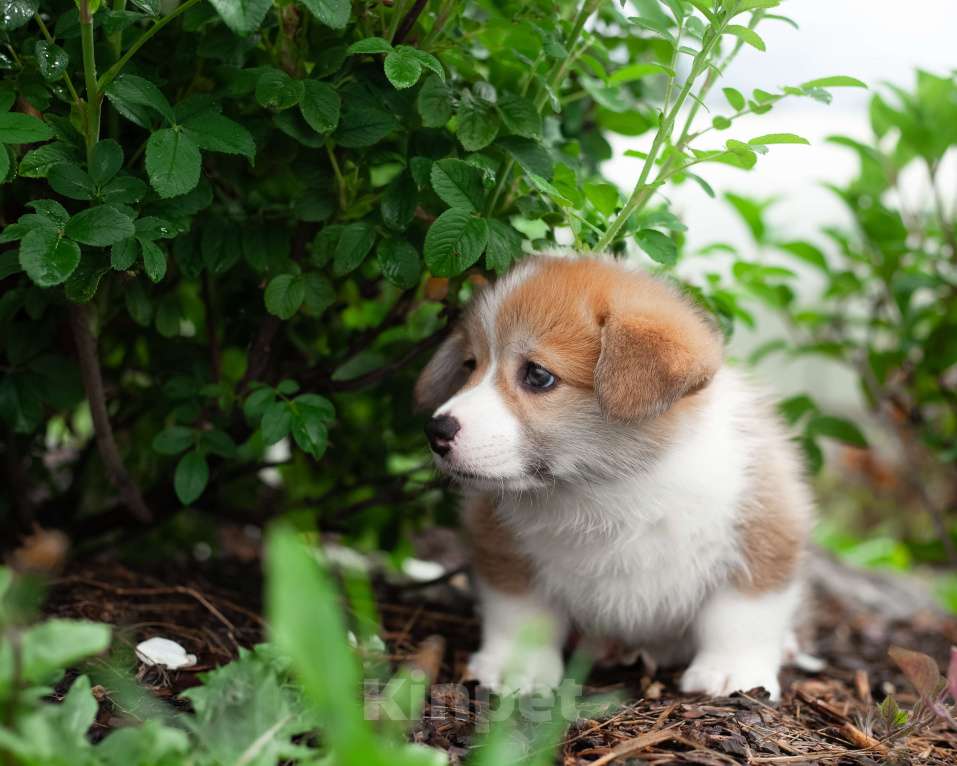 Собаки в Ачинске: Продам Девочка, 70 000 руб. - фото 2