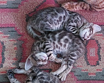 Кошки в Всеволожске: Бенгальский котенок (котик) Девочка, Бесплатно - фото 2