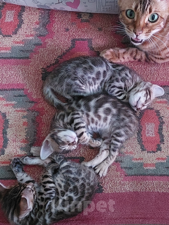 Кошки в Всеволожске: Бенгальский котенок (котик) Девочка, Бесплатно - фото 2