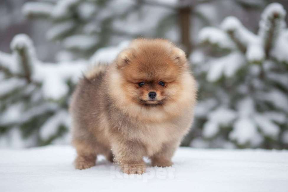 Собаки в Москве: Мальчик померанского шпица Мальчик, 50 000 руб. - фото 3