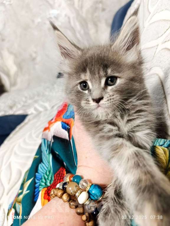 Кошки в Воронеже: Очаровательная девочка котенок Мейн кун Девочка, 25 000 руб. - фото 3