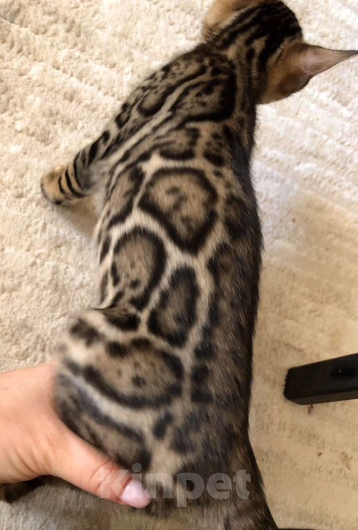 Кошки в Екатеринбурге: Бенгальский котенок Девочка, Бесплатно - фото 2