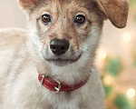 Собаки в Москве: Очаровательный рыжий щенок Ешик со сложной судьбой ищет доброе сердце! Мальчик, Бесплатно - фото 4