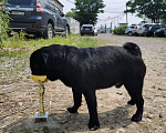 Собаки в Артеме: Вязка, 15 000 руб. - фото 4