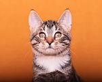 Кошки в Москве: Жизнерадостный котенок Микки в добрые руки! Мальчик, Бесплатно - фото 1