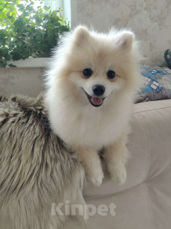 Собаки в Ижевске: Девочка малый немецкий шпиц Девочка, 50 000 руб. - фото 2