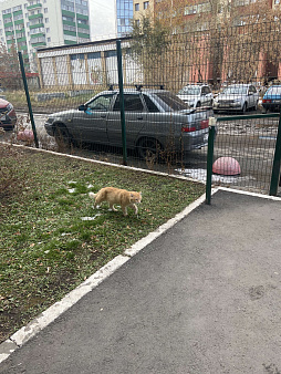 Объявление: Найден рыжий длинношерстный кот с зеленым ошейником , Бесплатно, Челябинск