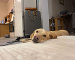 Собаки в Электростали: Помесь лабрадора и гончей  Мальчик, Бесплатно - фото 5
