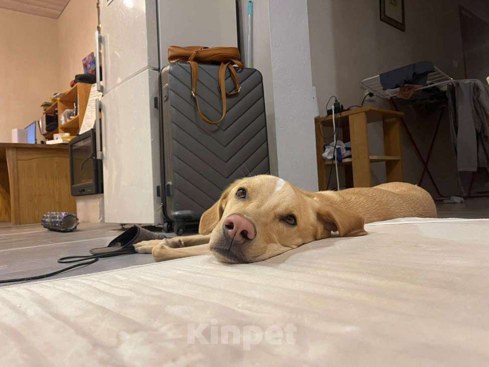 Собаки в Электростали: Помесь лабрадора и гончей  Мальчик, Бесплатно - фото 5