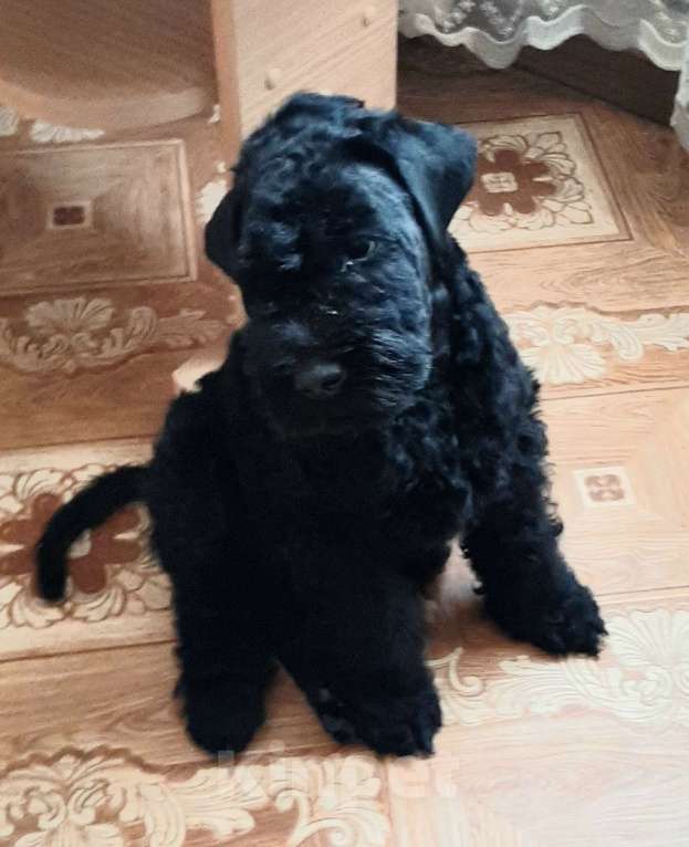 Собаки в Перми: Щенок мальчик керри-блю-терьер Мальчик, 50 000 руб. - фото 2