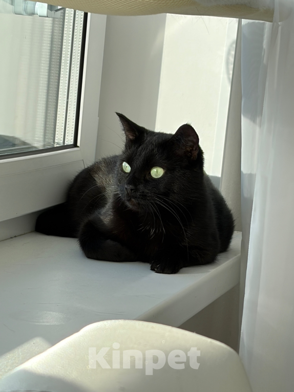 Кошки в Санкт-Петербурге: Черная кошка в добрые руки Девочка, Бесплатно - фото 4