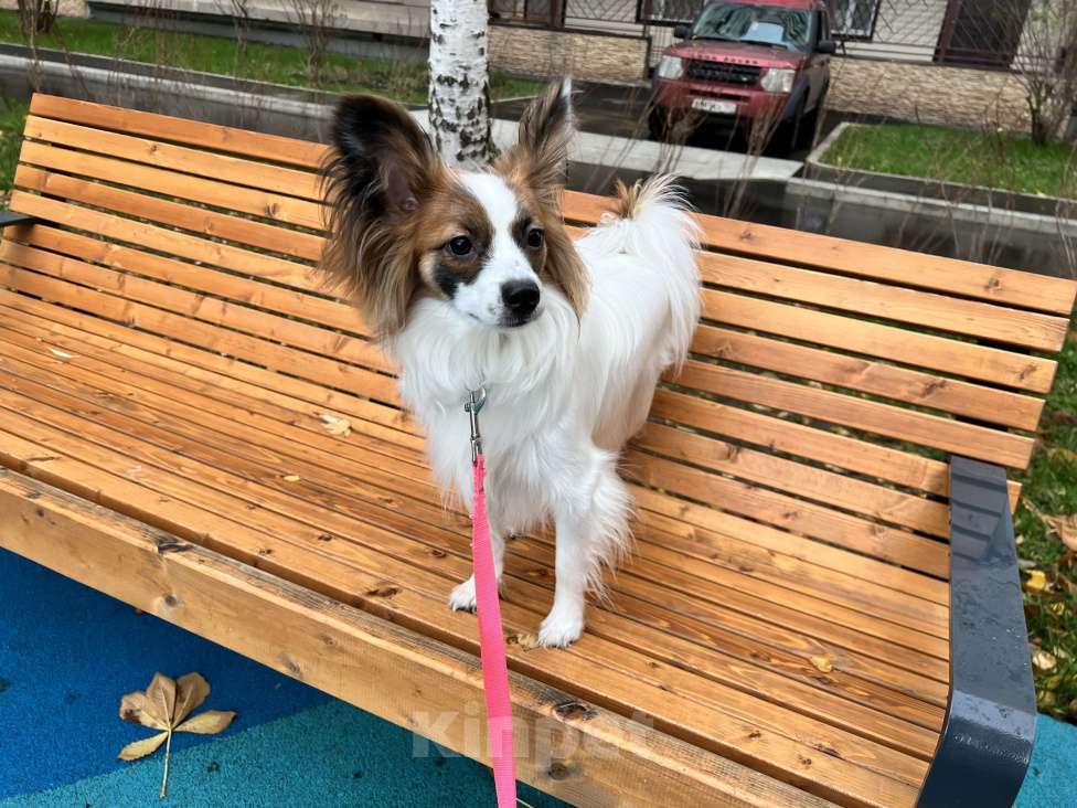 Собаки в Москве: Лапочка Папийон Девочка, 55 000 руб. - фото 2