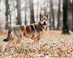 Собаки в Москве: Харизматичная Булка ищет дом Девочка, Бесплатно - фото 5