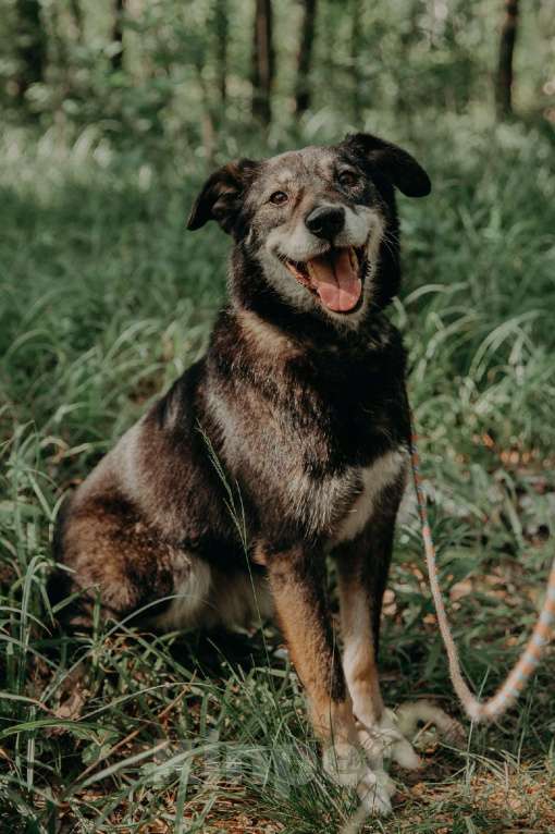 Собаки в Москве: Лея Девочка, Бесплатно - фото 8