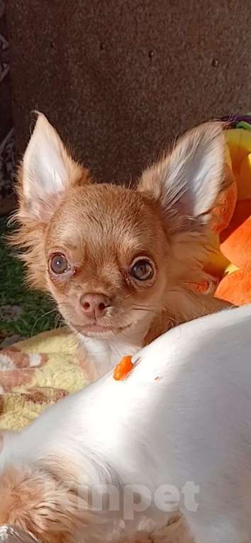 Собаки в Хабаровске: Мальчик чихуахуа с документами  Мальчик, 80 000 руб. - фото 1