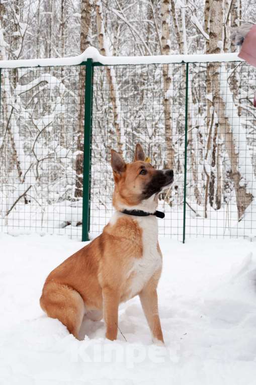 Собаки в Ногинске: Благородная девица Марфа Васильна ищет покровителей и почитателей! Готова украсить ваше имение Девочка, Бесплатно - фото 3