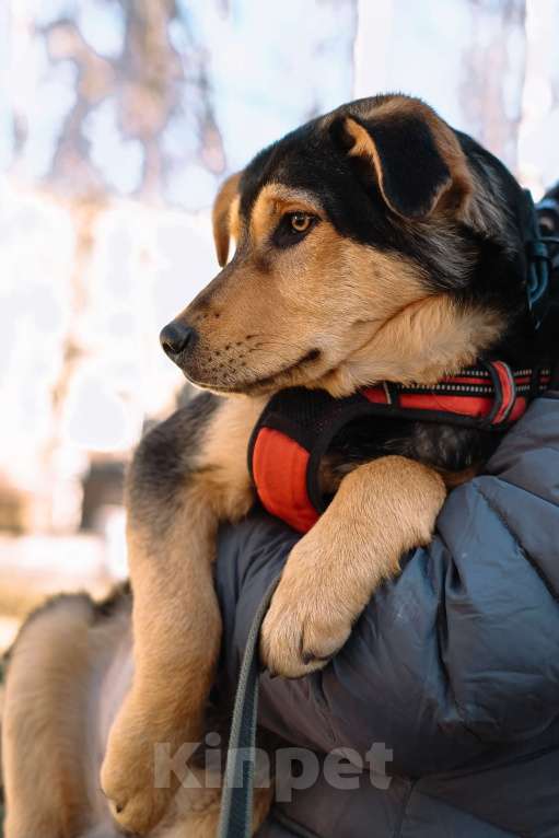 Собаки в Санкт-Петербурге: Гарри из приюта в добрые руки Мальчик, Бесплатно - фото 9