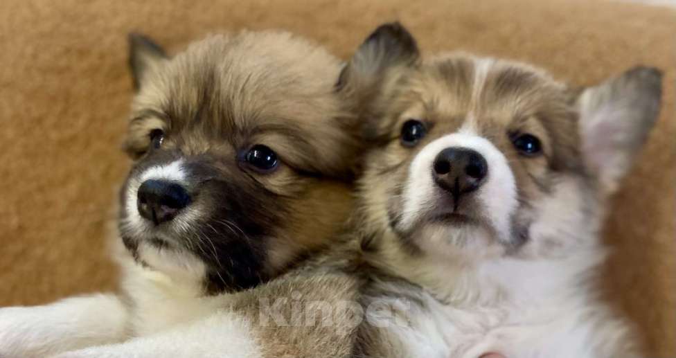 Собаки в Вологде: Щенки вельш корги пемброк  Мальчик, 50 000 руб. - фото 3