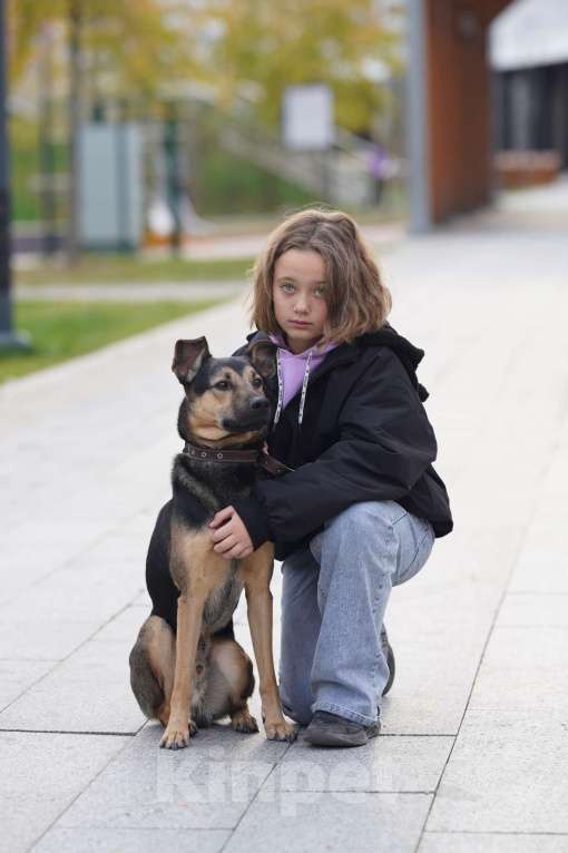 Собаки в Москве: Носик ищет дом Мальчик, Бесплатно - фото 3