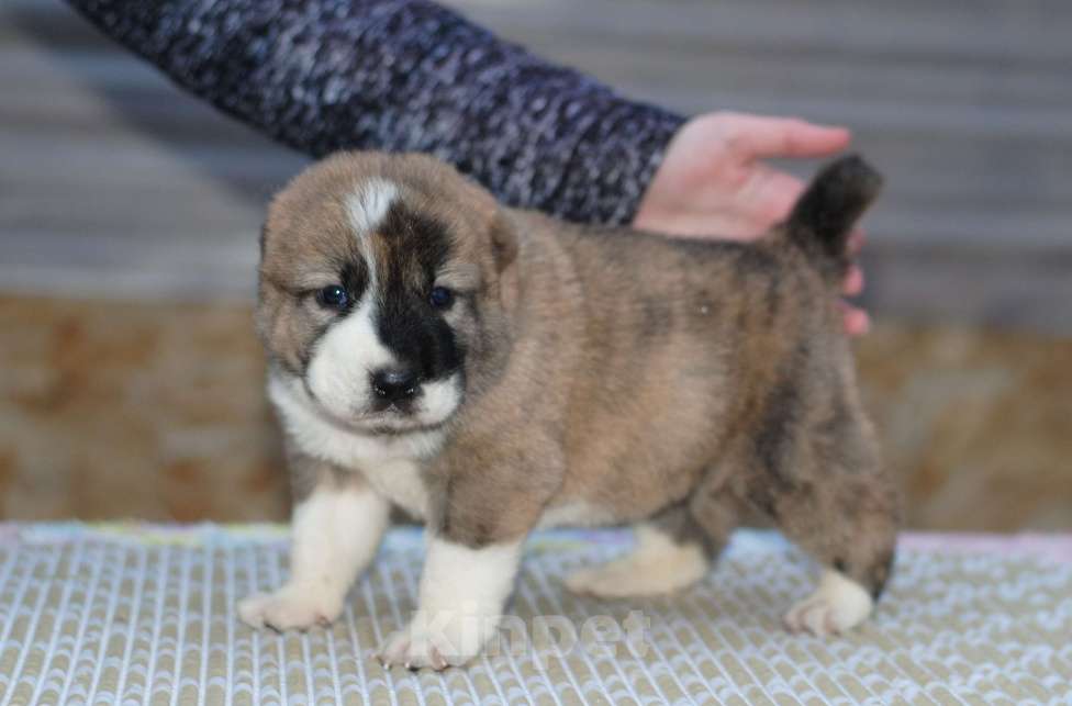 Собаки в Саратове: Роскошная тигрица (щенок САО, алабай)  Девочка, Бесплатно - фото 2
