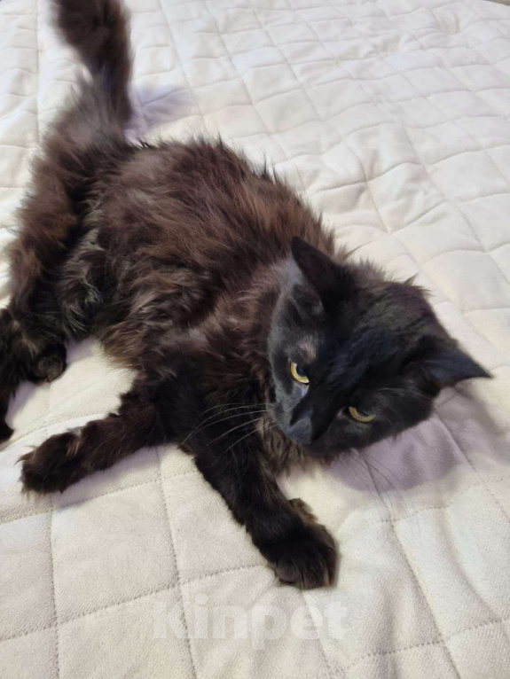 Кошки в Москве: Минька Мальчик, Бесплатно - фото 5