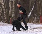 Собаки в других городах Московской области: Щенки ризеншнауцера Мальчик, 60 000 руб. - фото 6