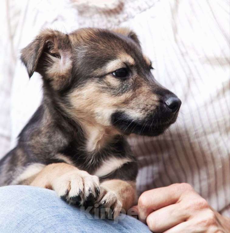 Собаки в Москве: Передержка уезжает 🆘️ трехмесячный щеночек Зорька срочно ищет дом  Девочка, Бесплатно - фото 4