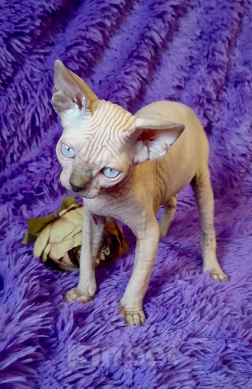 Кошки в Москве: Топовый котёнок канадского сфинкса Мальчик, 35 000 руб. - фото 6