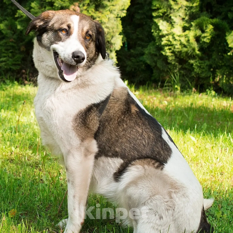 Собаки в Москве: Ласковая Ирэй нуждаетсяв помощи Девочка, Бесплатно - фото 3