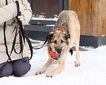 Собаки в Москве: Добродушная собачка Виста в добрые руки Девочка, Бесплатно - фото 6
