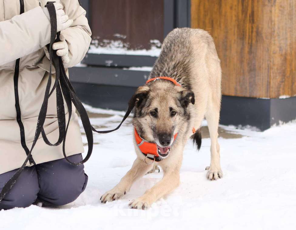 Собаки в Москве: Добродушная собачка Виста в добрые руки Девочка, Бесплатно - фото 6