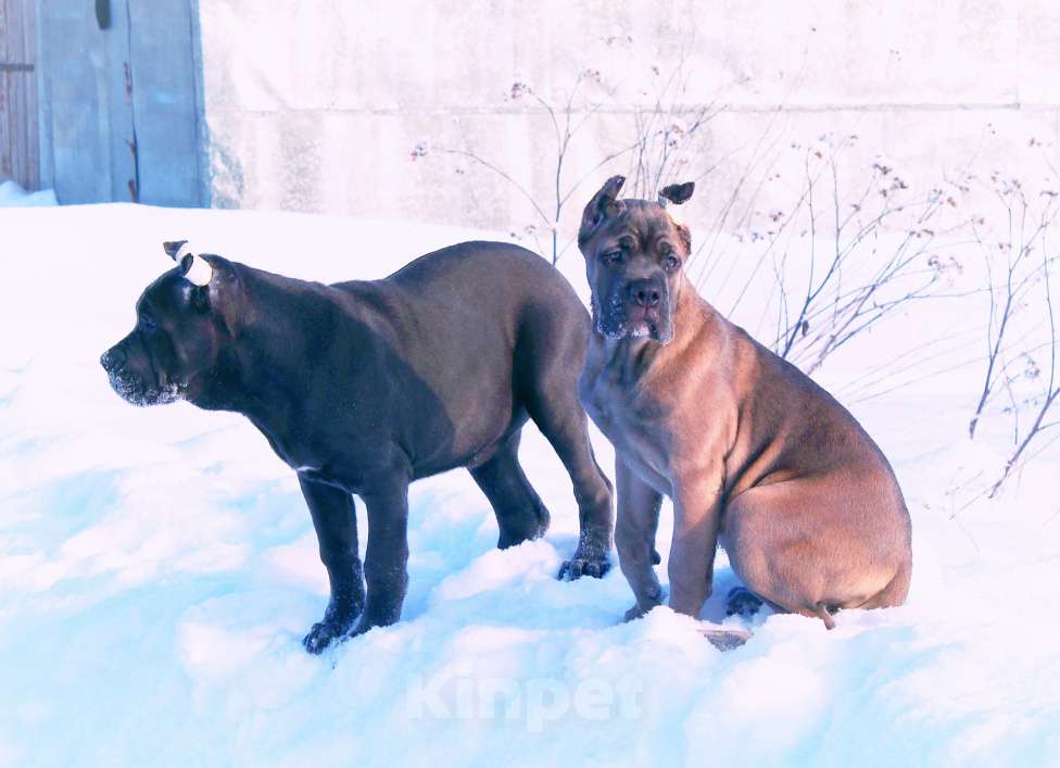 Собаки в Москве: Кане корсо девочки Девочка, 80 000 руб. - фото 10