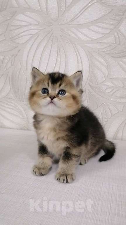 Кошки в Чебоксарах: Шотландский прямоухий котёнок Мальчик, 18 000 руб. - фото 4