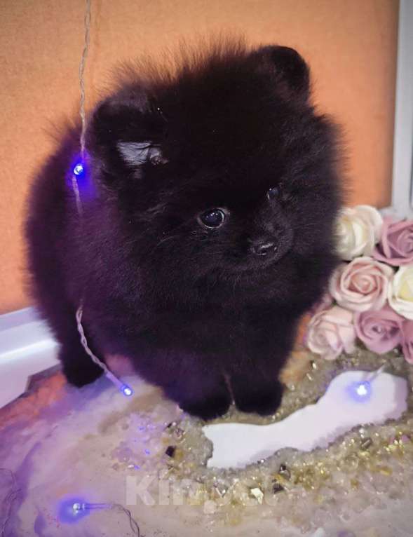 Собаки в Москве: Померанский шпиц черного окраса Мальчик, Бесплатно - фото 2