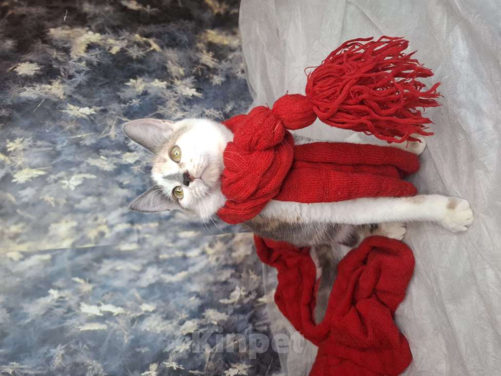 Кошки в Москве: Голубокремовый котёнок в добрые руки  Девочка, Бесплатно - фото 10