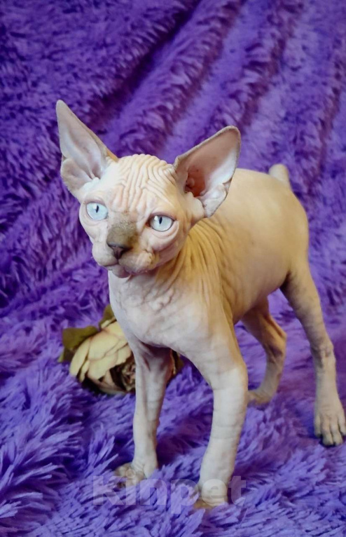 Кошки в Москве: Топовый котёнок канадского сфинкса Мальчик, 35 000 руб. - фото 2